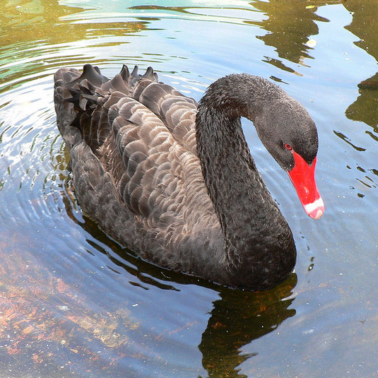 Post image for Betting on another Black Swan